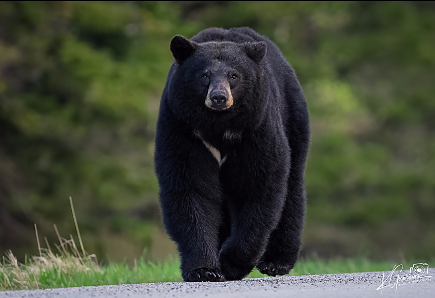 bear